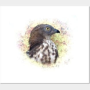 Honey buzzard Posters and Art